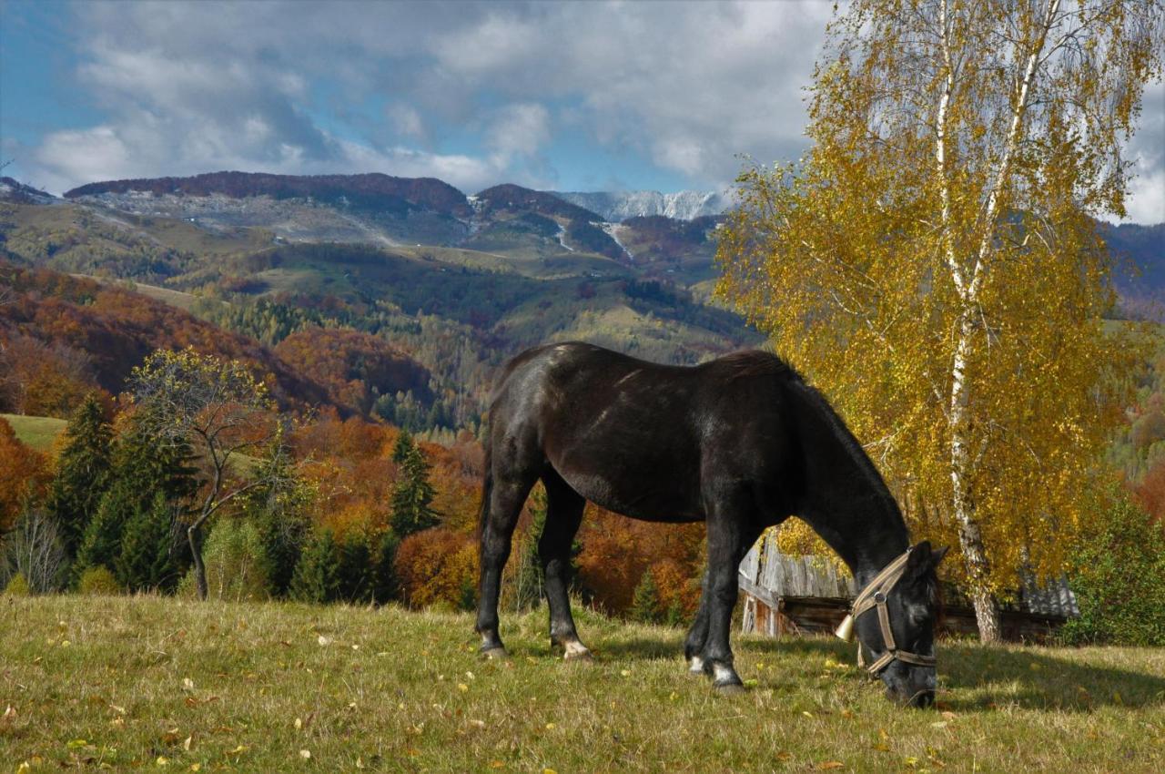 Cabanuta Din Munti Hotel Moieciu de Jos Buitenkant foto