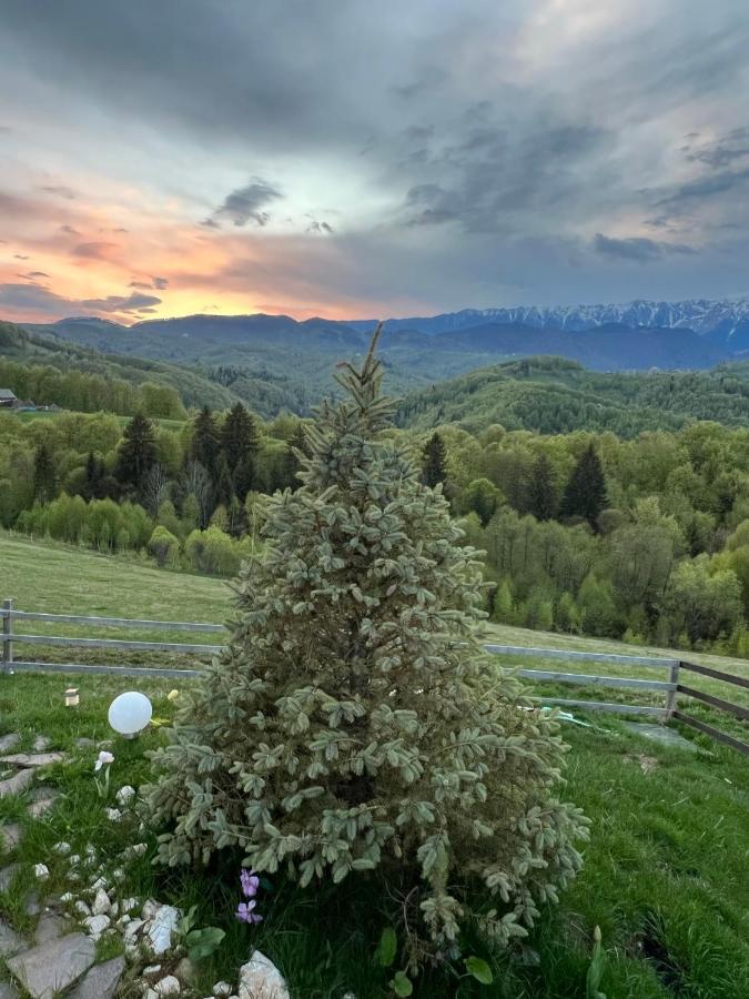 Cabanuta Din Munti Hotel Moieciu de Jos Buitenkant foto